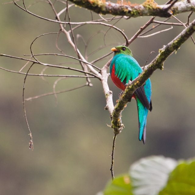 Golden-headed Quetzal