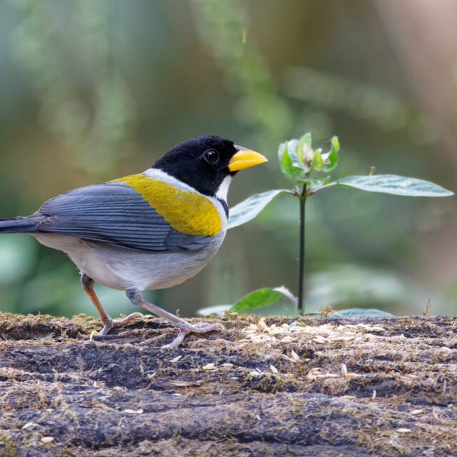 Golden-winged Sparrow searches for food near Minca, Colombia