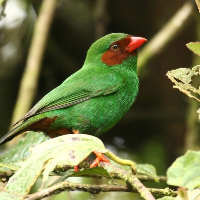 Grass Green Tanager