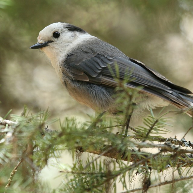 Canada Jay