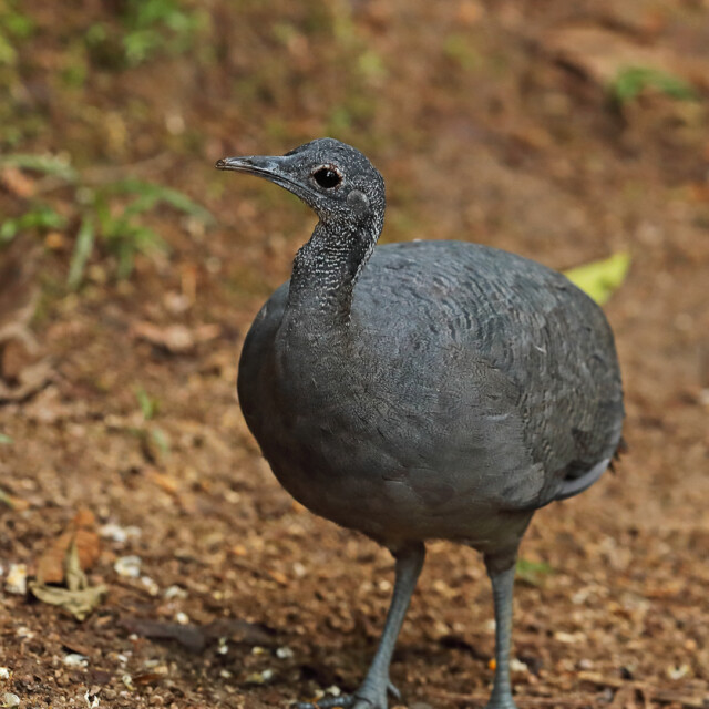 Grey Tinamou (Tinamus tao kleei) adult standing on forest