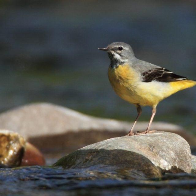 Gray Wagtail