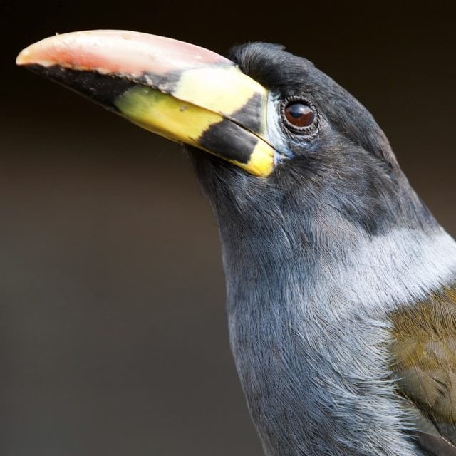 Gray-breasted Mountain-Toucan