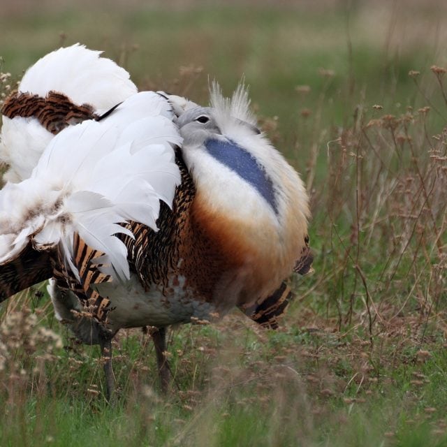 Great Bustard