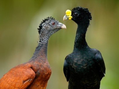 Costa Rica: Caribbean Mountains to Coast