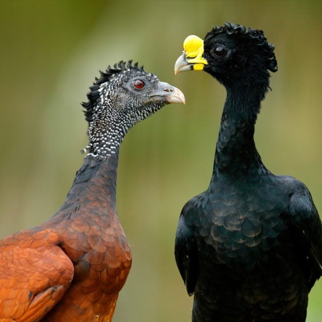 Great Curassow