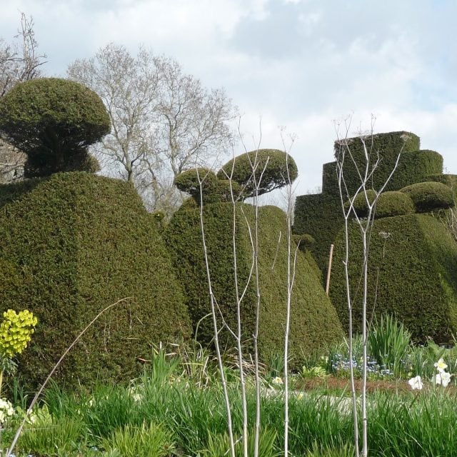 Great Dixter topiary