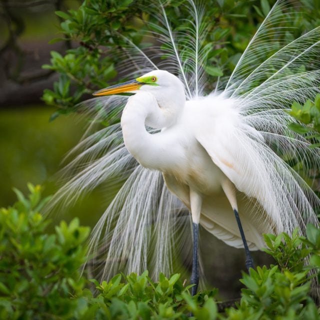 Great White Egret