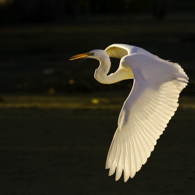 Great Egret flying