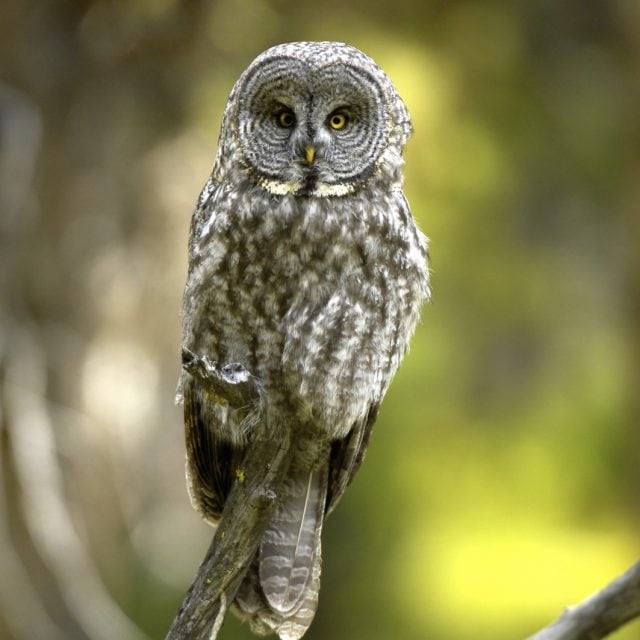 Great Gray Owl