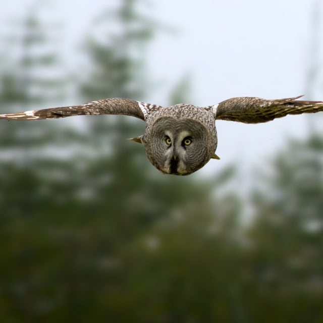Great Gray owl flying