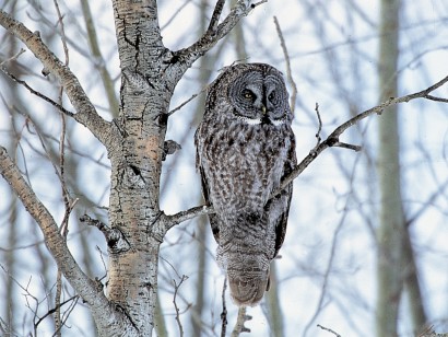 Manitoba Owls