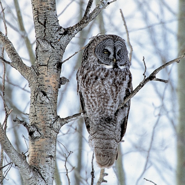 Great Gray Owl