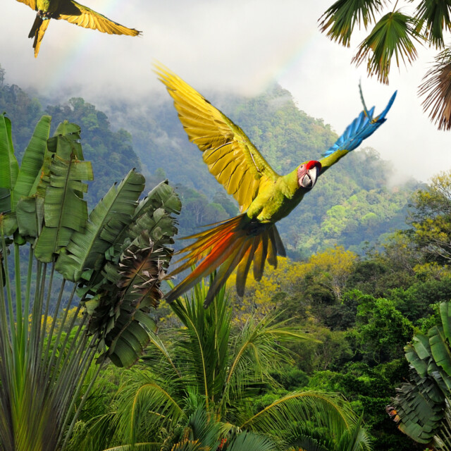 Great Green Macaws