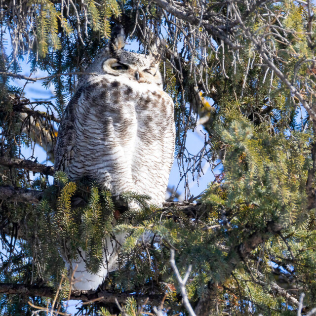 Great Horned Owl