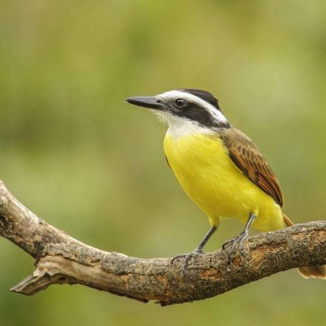 Great Kiskadee