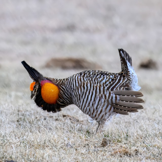 Greater Prairie-Chicken display