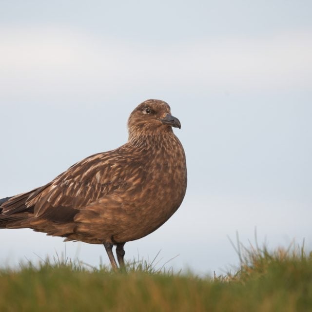 Great Skua