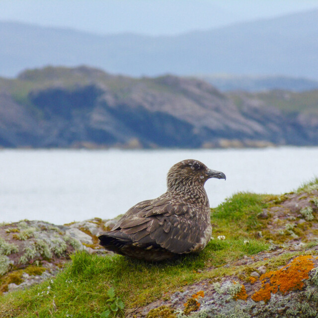 A Great Skua gazing at the West of Scotland scenery