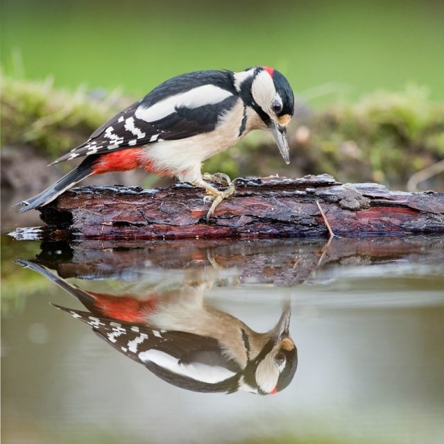Great Spotted Woodpecker