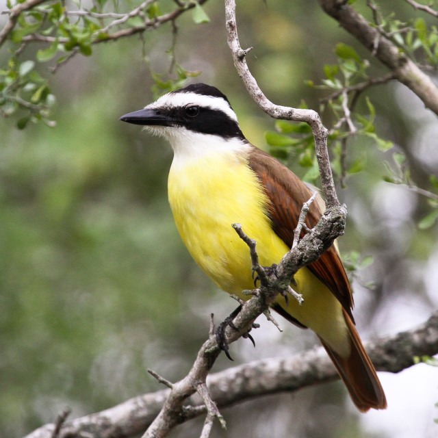Great Kiskadee