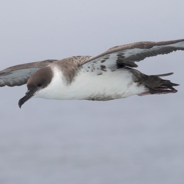 Great Shearwater © Jared Clarke