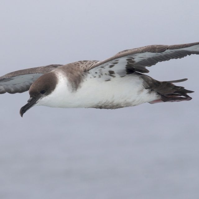 Greater Shearwater in flight