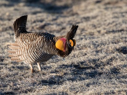 Colorado Grouse