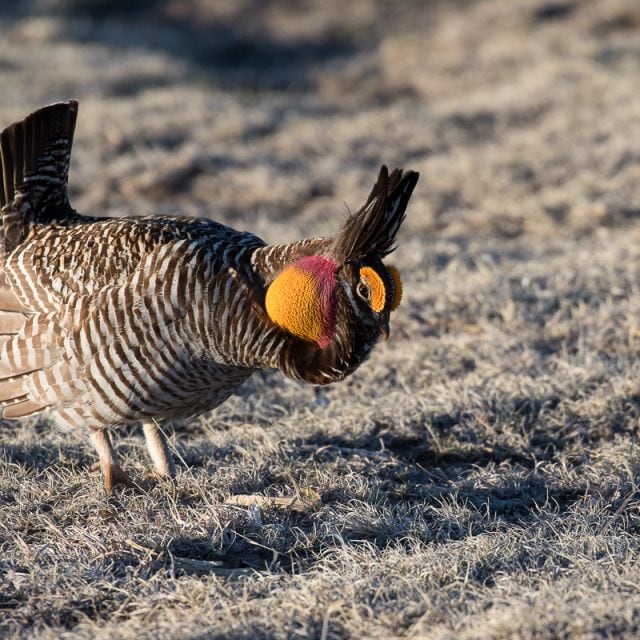 Greater Prairie Chicken