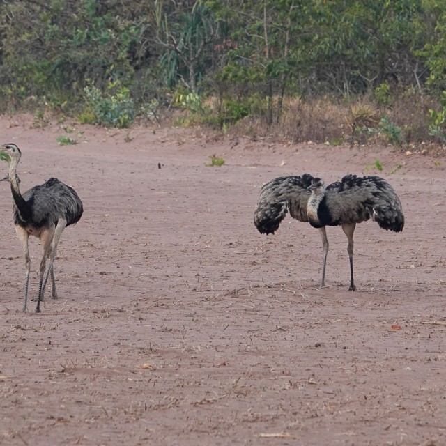 Greater Rhea, Brazil