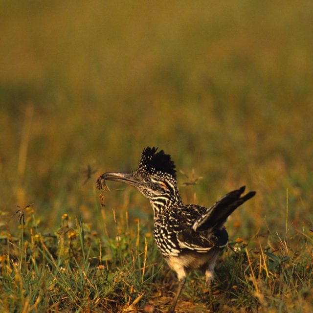 Greater Roadrunner