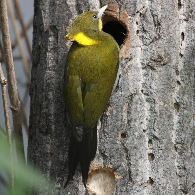 Greater Yellownape