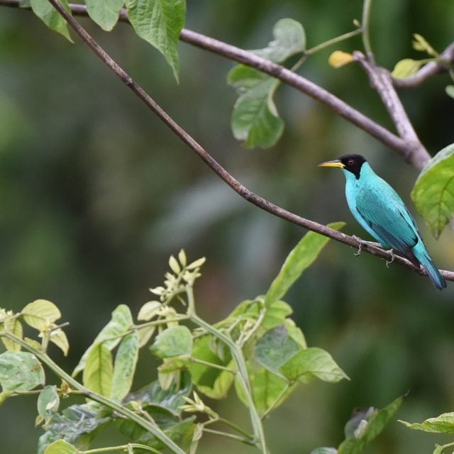 Green Honeycreeper