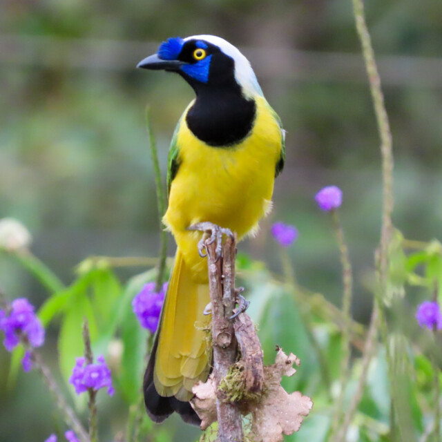 Green Jay