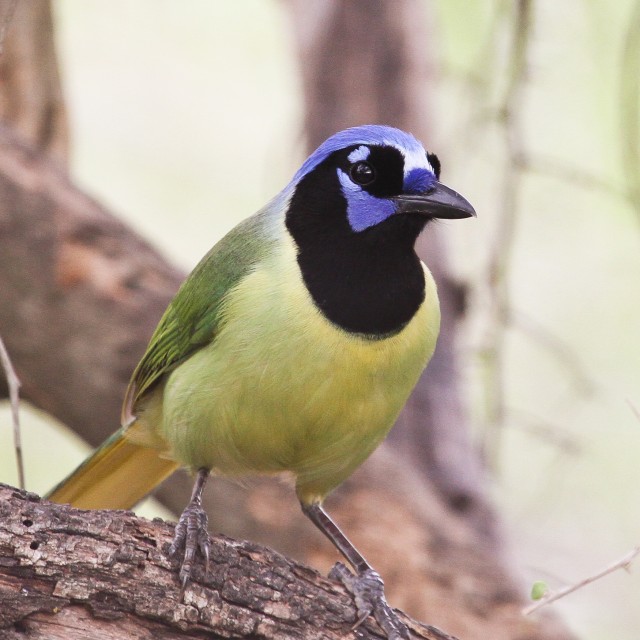 Green Jay