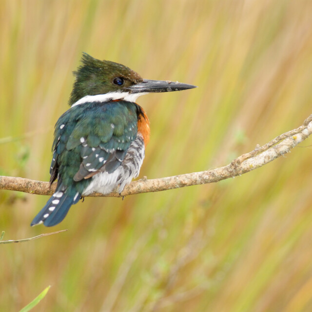 Texas Spring Migration & Hill Country