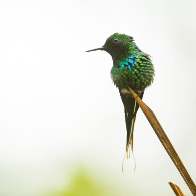 Green Thorntail © Steve Ogle