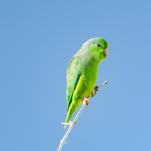 Green-rumped Parrotlet