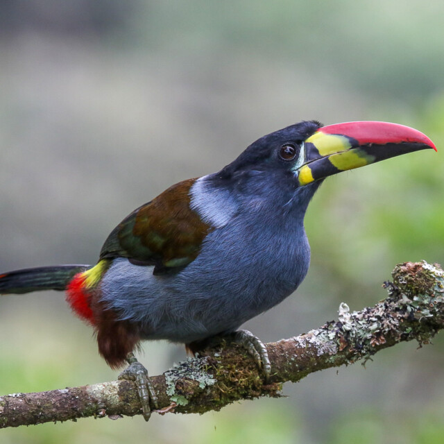 Grey-breasted Mountain Toucan