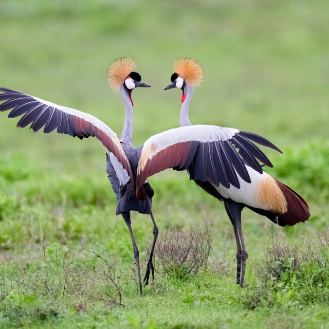 Grey-crowned crane (Balearica regulorum) courtship display. Ndutu region of Ngorongoro Conservation Area, Tanzania, Africa