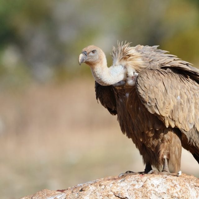 Griffon vulture standing on a rock.