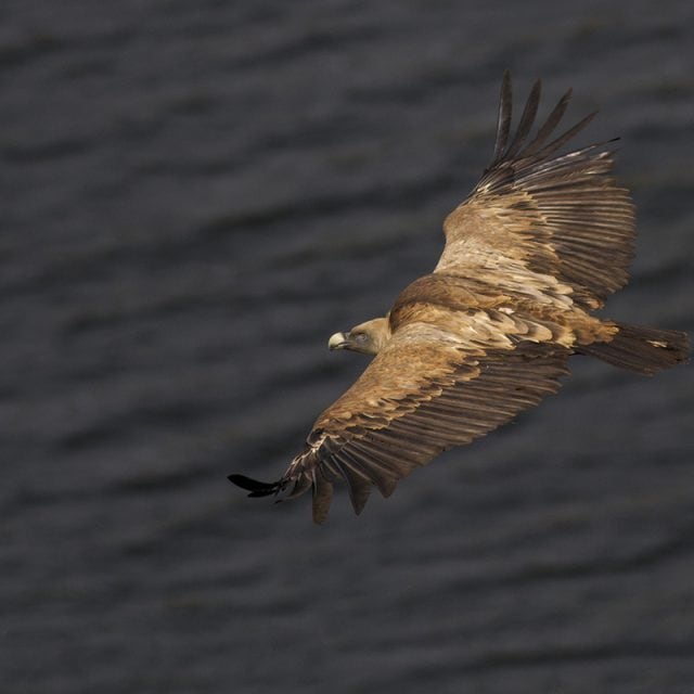 Griffon © Javi Elorriaga
