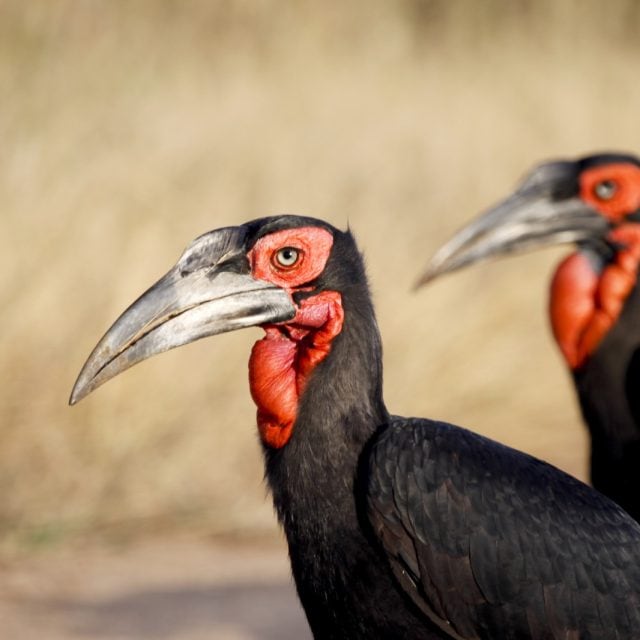 Ground Hornbills