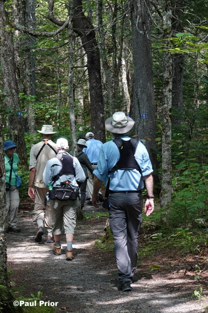 Birding in New Brunswick
