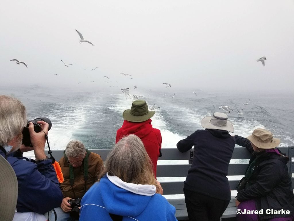 Pelagic Birding Tour