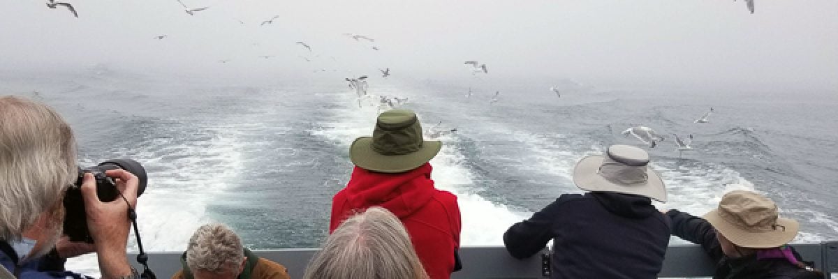 New Brunswick & Grand Manan Birding Tour 2021