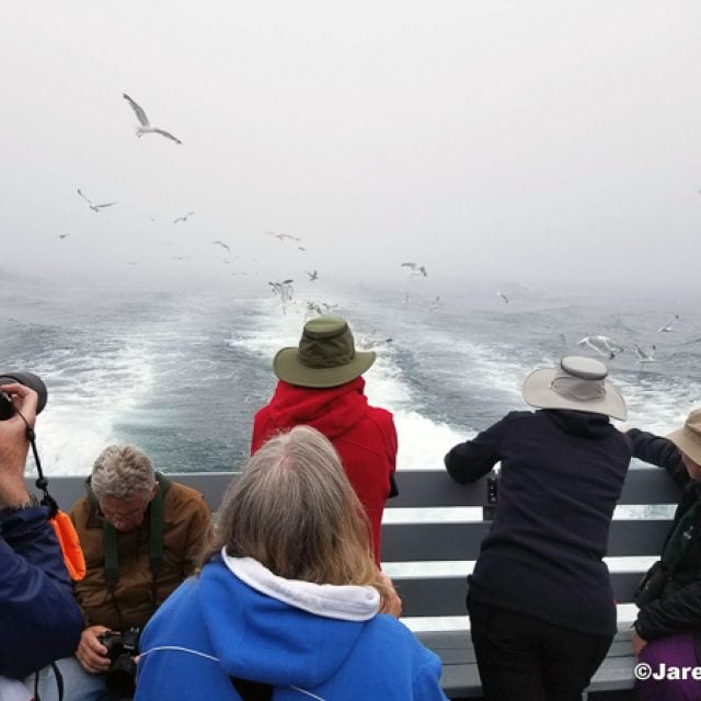 Pelagic birding tour
