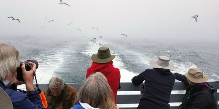 New Brunswick & Grand Manan Birding Tour 2021