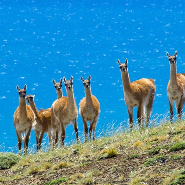 A herd of guanacos