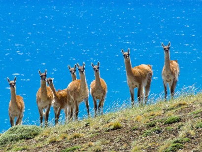 Patagonia Birds & Wildlife with Canadian Geographic